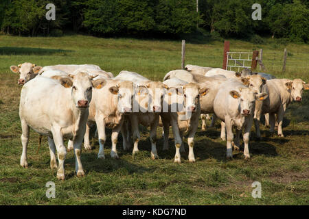 Mandria Charolais di bovini bianchi in Normandia Francia Foto Stock