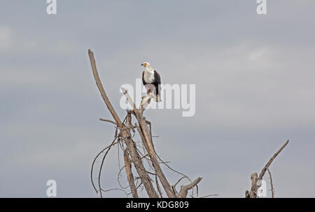 African fish eagle haliaetus vocifer Lake Naivasha kenya Foto Stock