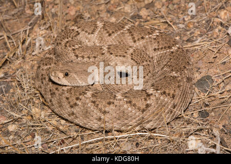 Western Diamond-backed Rattlesnake (Crotalus atrox) da Maricopa County, Arizona, Stati Uniti. Foto Stock