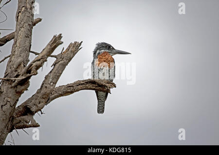 Giant kingfisher ceryle maximalake naivasha kenya Foto Stock