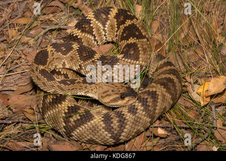 Western black-tailed rattlesnake (crotalus molossus) da cochise county, Arizona, Stati Uniti.