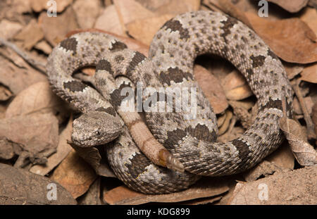 Nastrare rattlesnake rock (crotalus lepidus klauberi) da cochise county, Arizona, Stati Uniti. Foto Stock