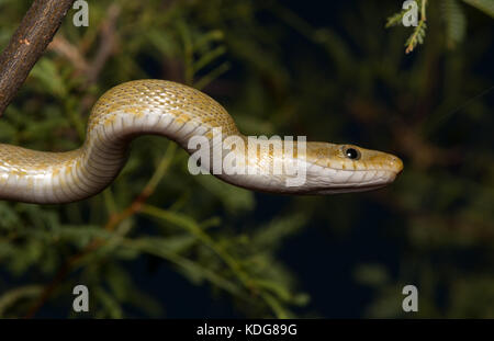 Northern Green Ratsnake (Senticolis triaspis intermedia) dalla contea di Cochise, Arizona, Stati Uniti. Foto Stock