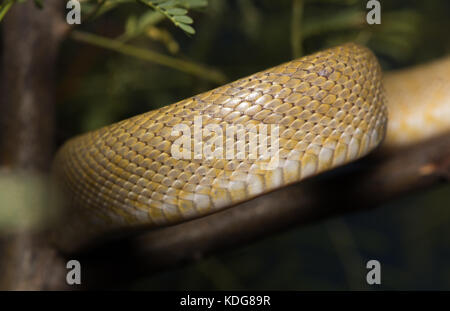 Northern Green Ratsnake (Senticolis triaspis intermedia) dalla contea di Cochise, Arizona, Stati Uniti. Foto Stock