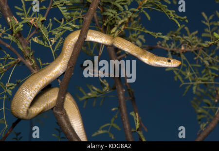 Northern Green Ratsnake (Senticolis triaspis intermedia) dalla contea di Cochise, Arizona, Stati Uniti. Foto Stock