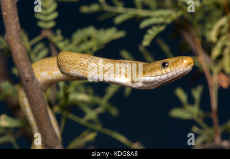 Northern Green Ratsnake (Senticolis triaspis intermedia) dalla contea di Cochise, Arizona, Stati Uniti. Foto Stock