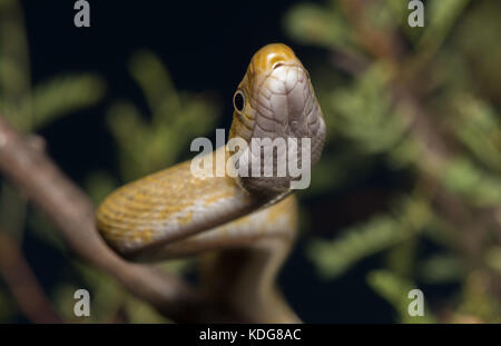 Northern Green Ratsnake (Senticolis triaspis intermedia) dalla contea di Cochise, Arizona, Stati Uniti. Foto Stock