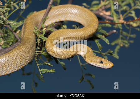 Northern Green Ratsnake (Senticolis triaspis intermedia) dalla contea di Cochise, Arizona, Stati Uniti. Foto Stock