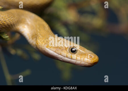 Northern Green Ratsnake (Senticolis triaspis intermedia) dalla contea di Cochise, Arizona, Stati Uniti. Foto Stock