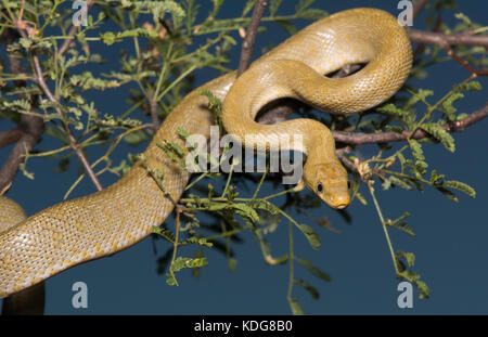 Northern Green Ratsnake (Senticolis triaspis intermedia) dalla contea di Cochise, Arizona, Stati Uniti. Foto Stock