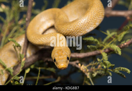 Northern Green Ratsnake (Senticolis triaspis intermedia) dalla contea di Cochise, Arizona, Stati Uniti. Foto Stock