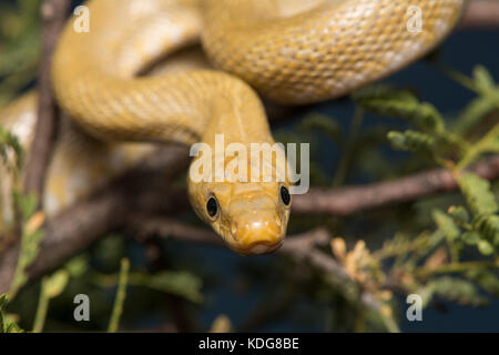 Northern Green Ratsnake (Senticolis triaspis intermedia) dalla contea di Cochise, Arizona, Stati Uniti. Foto Stock