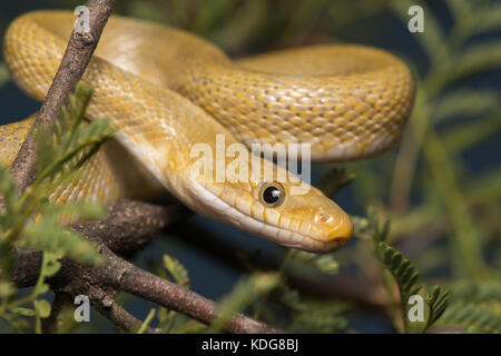 Northern Green Ratsnake (Senticolis triaspis intermedia) dalla contea di Cochise, Arizona, Stati Uniti. Foto Stock