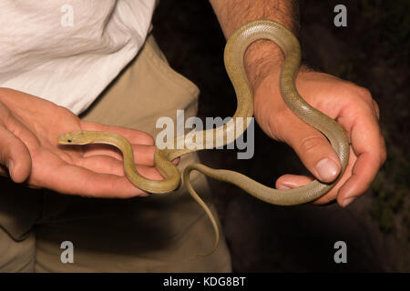 Northern Green Ratsnake (Senticolis triaspis intermedia) dalla contea di Cochise, Arizona, Stati Uniti. Foto Stock