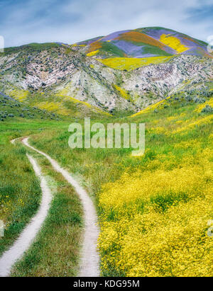 Campo di Hillside Daisies (Monolopia lanceolata) e strada sterrata Carrizo Plain National Monument, California Foto Stock