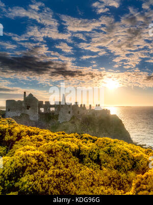 Dunluce Castle,al tramonto con la fioritura di ginestre. Irlanda del Nord. Foto Stock