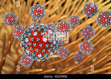 I virus influenzali. Immagine concettuale di virus influenzali (rosso) nelle vie respiratorie. Le particelle di virus non sono alla stessa scala come il polmone cilia (marrone). Ogni virus consiste di un nucleo di RNA (acido ribonucleico) materiale genetico circondato da un rivestimento proteico (rosso). Incorporato nel rivestimento sono proteine di superficie (picchi). Ci sono due tipi di superficie, proteina emoagglutinina (blu) e neuraminidasi (luce viola), e ciascuna esiste in diversi sottotipi. Entrambe le proteine di superficie sono associati con la patogenicità del virus. Con emoagglutinina si lega a cellule ospite, permettendo al virus di inserirli e replicare. Foto Stock