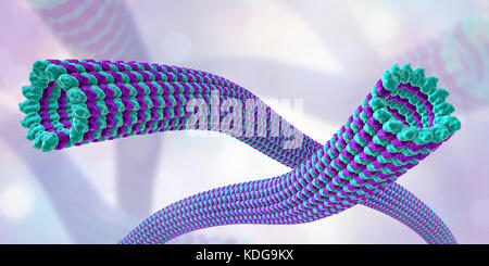 I microtubuli, 3D illustrazione del computer. I microtubuli sono polimeri di proteina tubulina. Essi sono una componente del citoscheletro, che mantiene una cella di conformazione, consente alcuni mobilità cellulare ed è coinvolto nel trasporto intracellulare. I polimeri tubolare di tubulina può crescere fino a 50 micrometri e sono altamente dinamico. Nella malattia di Alzheimer, il trasporto di tau-proteina (appartenenti alla mappa di proteine) stabilizzazione dei microtubuli è disturbata e permette di fosfato-gruppi di allegare al tau-proteina, di destabilizzare i microtubuli di assoni del cervello. Questo conduce alla agglutinazione dei Foto Stock