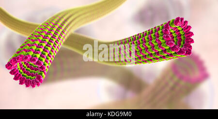 I microtubuli, 3D illustrazione del computer. I microtubuli sono polimeri di proteina tubulina. Essi sono una componente del citoscheletro, che mantiene una cella di conformazione, consente alcuni mobilità cellulare ed è coinvolto nel trasporto intracellulare. I polimeri tubolare di tubulina può crescere fino a 50 micrometri e sono altamente dinamico. Nella malattia di Alzheimer, il trasporto di tau-proteina (appartenenti alla mappa di proteine) stabilizzazione dei microtubuli è disturbata e permette di fosfato-gruppi di allegare al tau-proteina, di destabilizzare i microtubuli di assoni del cervello. Questo conduce alla agglutinazione dei Foto Stock