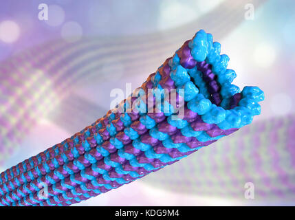 I microtubuli, 3D illustrazione del computer. I microtubuli sono polimeri di proteina tubulina. Essi sono una componente del citoscheletro, che mantiene una cella di conformazione, consente alcuni mobilità cellulare ed è coinvolto nel trasporto intracellulare. I polimeri tubolare di tubulina può crescere fino a 50 micrometri e sono altamente dinamico. Nella malattia di Alzheimer, il trasporto di tau-proteina (appartenenti alla mappa di proteine) stabilizzazione dei microtubuli è disturbata e permette di fosfato-gruppi di allegare al tau-proteina, di destabilizzare i microtubuli di assoni del cervello. Questo conduce alla agglutinazione dei Foto Stock