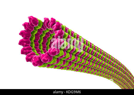 I microtubuli, 3D illustrazione del computer. I microtubuli sono polimeri di proteina tubulina. Essi sono una componente del citoscheletro, che mantiene una cella di conformazione, consente alcuni mobilità cellulare ed è coinvolto nel trasporto intracellulare. I polimeri tubolare di tubulina può crescere fino a 50 micrometri e sono altamente dinamico. Nella malattia di Alzheimer, il trasporto di tau-proteina (appartenenti alla mappa di proteine) stabilizzazione dei microtubuli è disturbata e permette di fosfato-gruppi di allegare al tau-proteina, di destabilizzare i microtubuli di assoni del cervello. Questo conduce alla agglutinazione dei Foto Stock