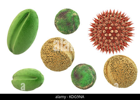 I grani di polline di piante differenti, illustrazione del computer. Granello di polline delle dimensioni, della forma e della consistenza della superficie differiscono da una specie vegetale ad un altro, come si è visto qui. La parete esterna (exine) del polline in molte specie vegetali è altamente scolpita che possono aiutare nel vento, acqua o dispersione di insetti. Questa scultura di polline è utilizzato anche dai botanici per riconoscere le specie di piante. Pori nella parete di polline aiutano nella regolazione delle acque e la germinazione. Questi maschi riproduttivi spore prodotte da piante a semi contengono i gameti maschili. Il polline fertilises La femmina uovo, con successiva formazione di semi di piante. Foto Stock
