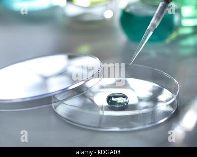 Pipetta aggiungendo una soluzione di un campione durante un esperimento in laboratorio. Foto Stock