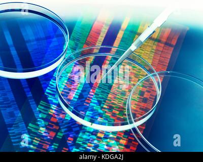 Pipetta aggiungere un campione in una capsula di petri con un gel di DNA in background. Foto Stock