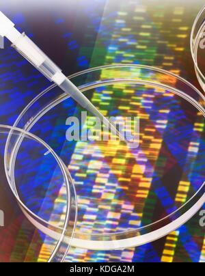 Pipetta aggiungere un campione in una capsula di petri con un gel di DNA in background. Foto Stock