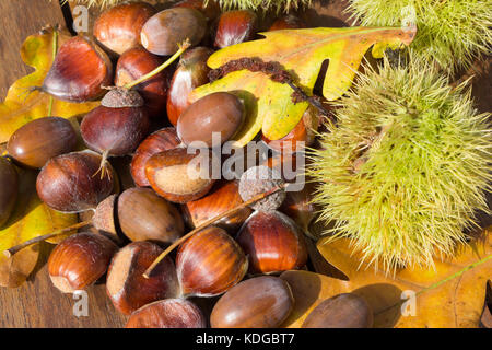 Le castagne, sbuccia, acorn e foglie di quercia su una tavola di legno durante l'autunno Foto Stock