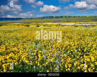 Campo di Hillside Daisies (Monolopia lanceolata) e Mustard nativo blu (Guillenia lemmonii) Carrizo Plain National Monument, California Foto Stock