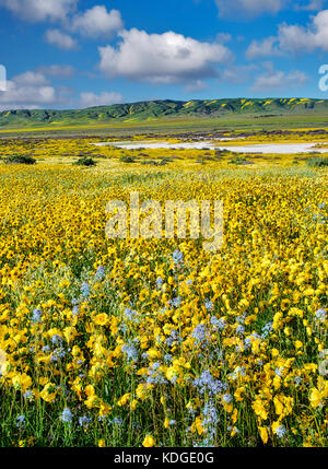 Campo di Hillside Daisies (Monolopia lanceolata) e Mustard nativo blu (Guillenia lemmonii) Carrizo Plain National Monument, California Foto Stock