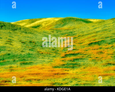 Lattuga del Diavolo o dolcevita nel prato (Amsinckia tessellata). Carrizo Plain National Monument, California Foto Stock