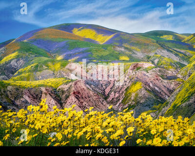 Campo di Daisies Hillside (Monolopia lanceolata) e colline coperte di falcianti. Carrizo Plain National Monument, California Foto Stock