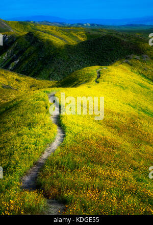 Campo di Daisies Hillside (Monolopia lanceolata) e colline coperte di falcianti. Carrizo Plain National Monument, California Foto Stock