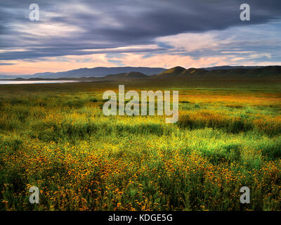 Field of Devil’s Lettuce o Fiddleneck (Amsinckia tessellata) Carrizo Plain National Monument, California Foto Stock