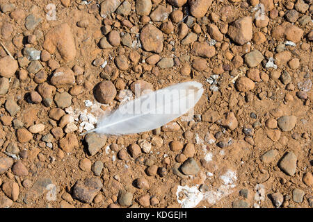 Un bianco di piume di Gabbiano si trova sulla bella polveroso Ciottoli Ghiaia non consolidate, frammenti di roccia che copre la superficie di molti ruvida strade polverose. Foto Stock