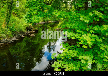 Ancora acque del fiume Ballynahinch. Connemara. Contea di Galway, Irlanda Foto Stock