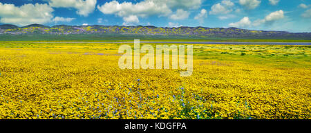 Campo di Hillside Daisies (Monolopia lanceolata) e Mustard nativo blu (Guillenia lemmonii) Carrizo Plain National Monument, California Foto Stock