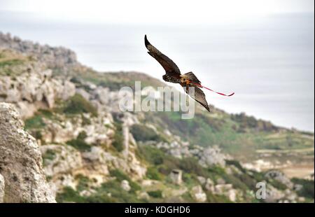 Un captive harris hawk, utilizzato in falconeria, prelevato dal suo falconer per un volo di formazione. Le ali stese, è volare sopra le coste maltesi Foto Stock