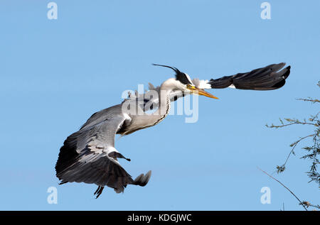 Airone cinerino (Ardea cinerea) in volo, Mistas lago, Sardegna Foto Stock