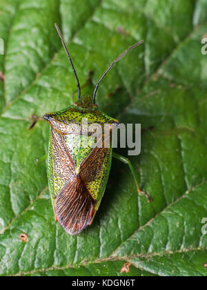 Biancospino Shieldbug (Acanthosoma haemorrhoidale) su rovo. Tipperary, Irlanda Foto Stock