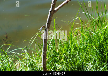 Dragonfly su un ramo del lago in calore estivo Foto Stock