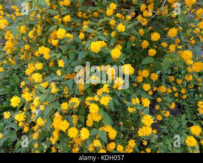 Boccola elastica costellate di piccoli fiori gialli tra foglie verdi Foto Stock