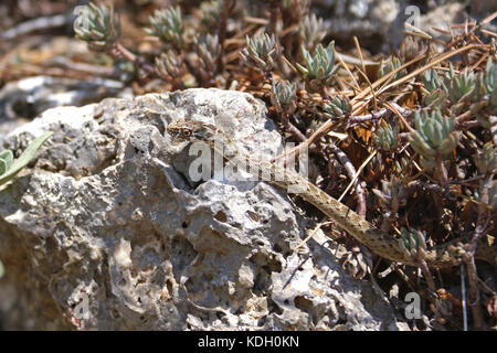 Montpellier snake (malpolon monspessulanus) duing una calda giornata estiva in costa azzurra. Foto Stock