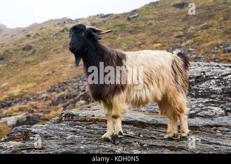 Bella giovane capra su una pietra in montagna, Nepal, l'Himalaya Foto Stock