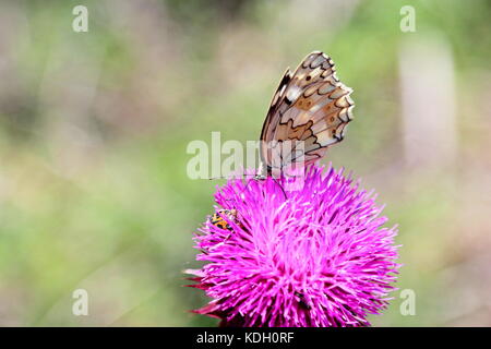 Farfalla su un fiore rosa Foto Stock