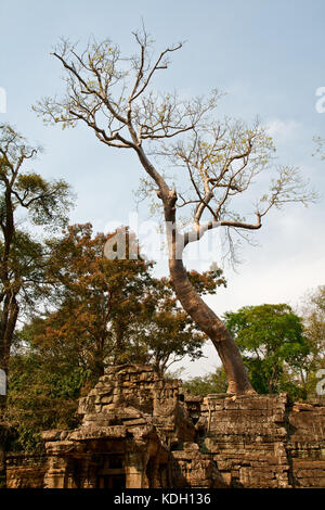 Grande albero che cresce sulle pietre del Tempio ta prohm Foto Stock