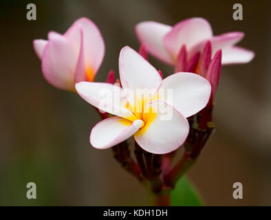 Il frangipani (plumeria) fiori close-up Foto Stock