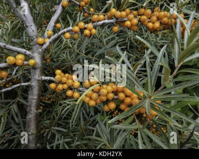 Bacche di olivello spinoso su isola di Helgoland, Agosto 2017 | Utilizzo di tutto il mondo Foto Stock